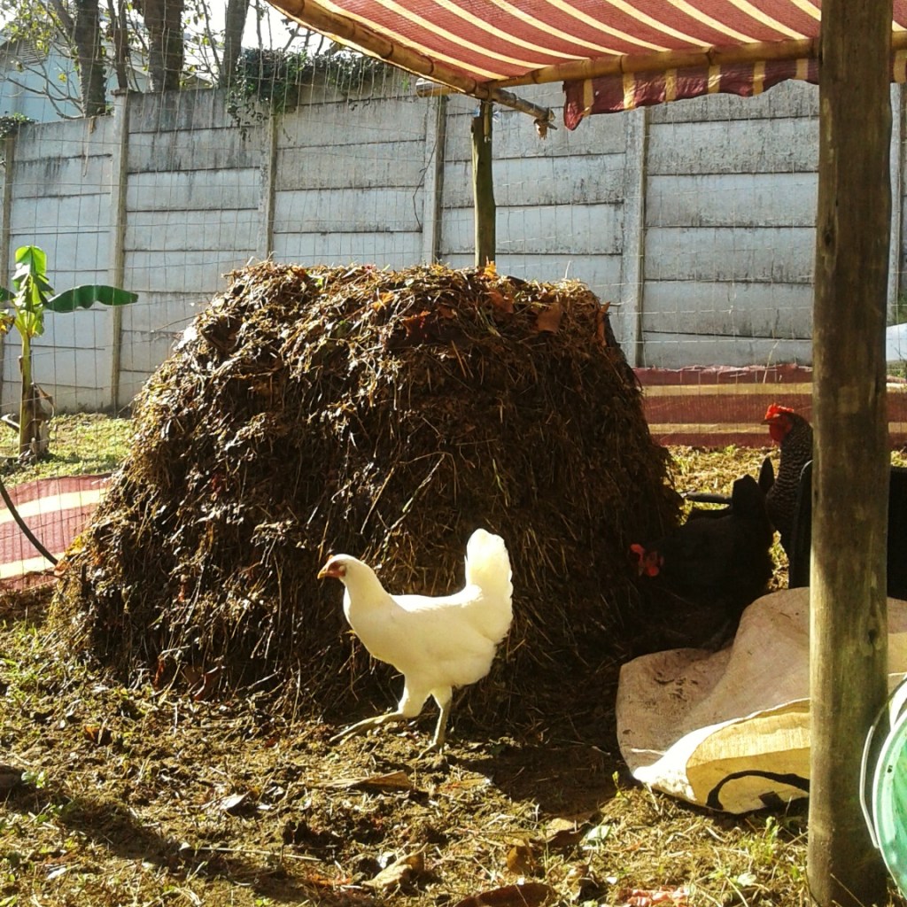 Compost heap directly in the vegetable garden. Chickens with the compost.