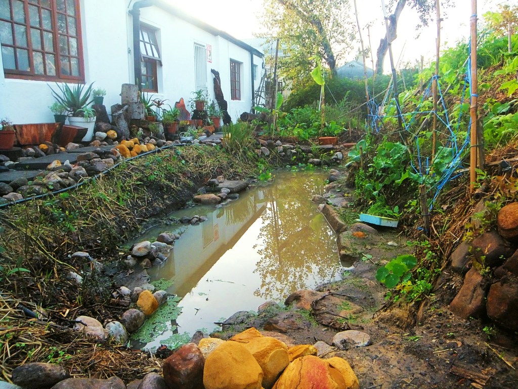 Permaculture zone 1. Grey-water pond next to hugel kultuur vegetable bed. Densely planted organic vegetables.
